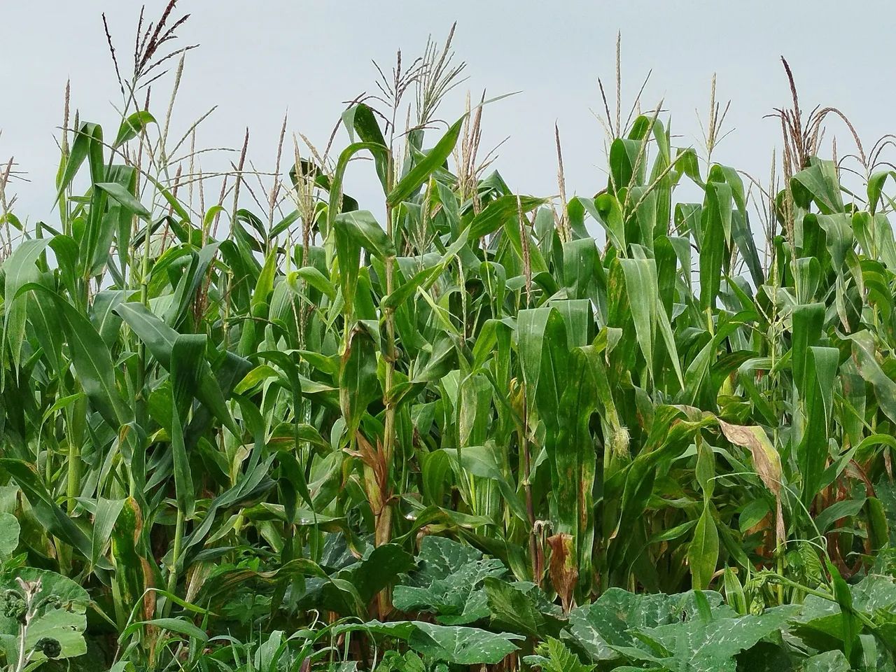 50- espigas de milho verde  - Foto 2