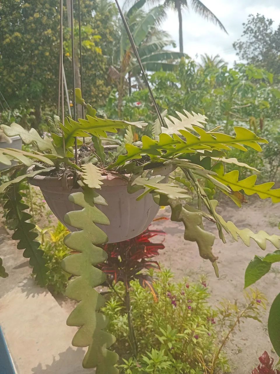 Plantas  - Foto 5