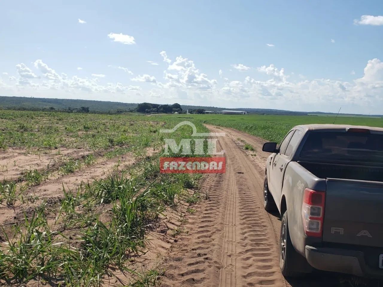 ARRENDAMENTO AGRÍCOLA CENTENÁRIO  TO 2.600 Hectares - Foto 4