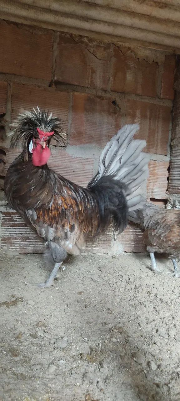 Raça Polonesa  - Foto 2