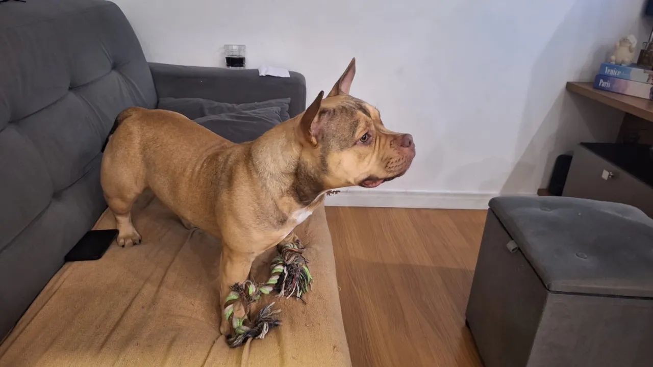 American Bully micro Femia - Foto 2
