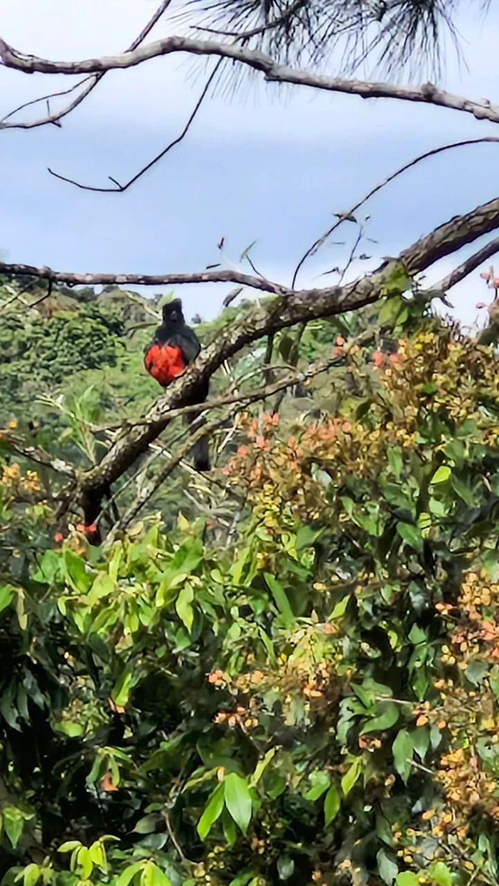 Foto - Embu-Guaçu - Congonhal
