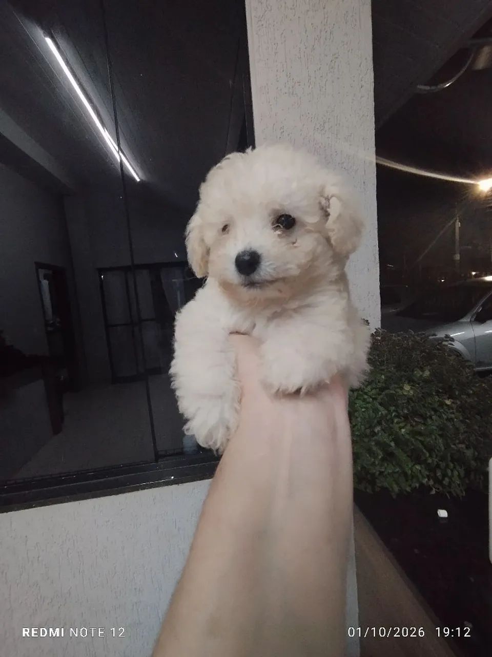 Poodle toy  - Foto 2