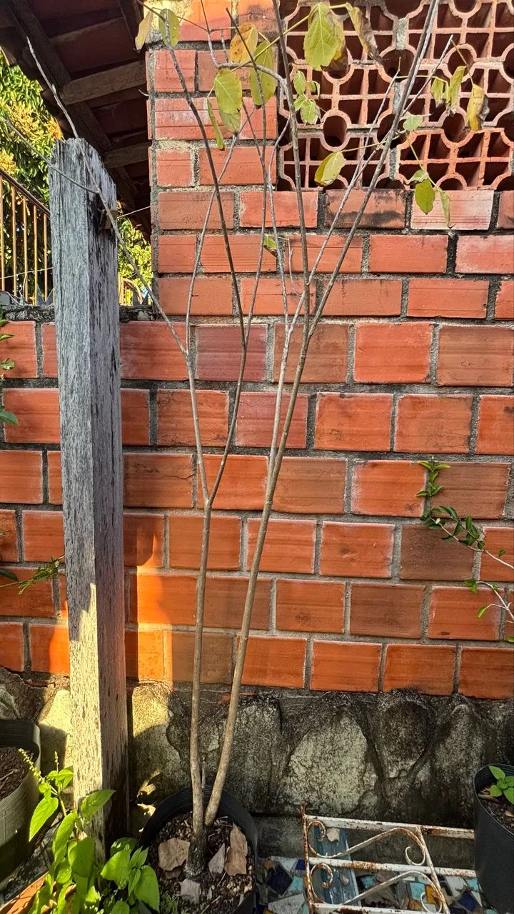 Ipê não sei a cor (negociável) - Foto 2