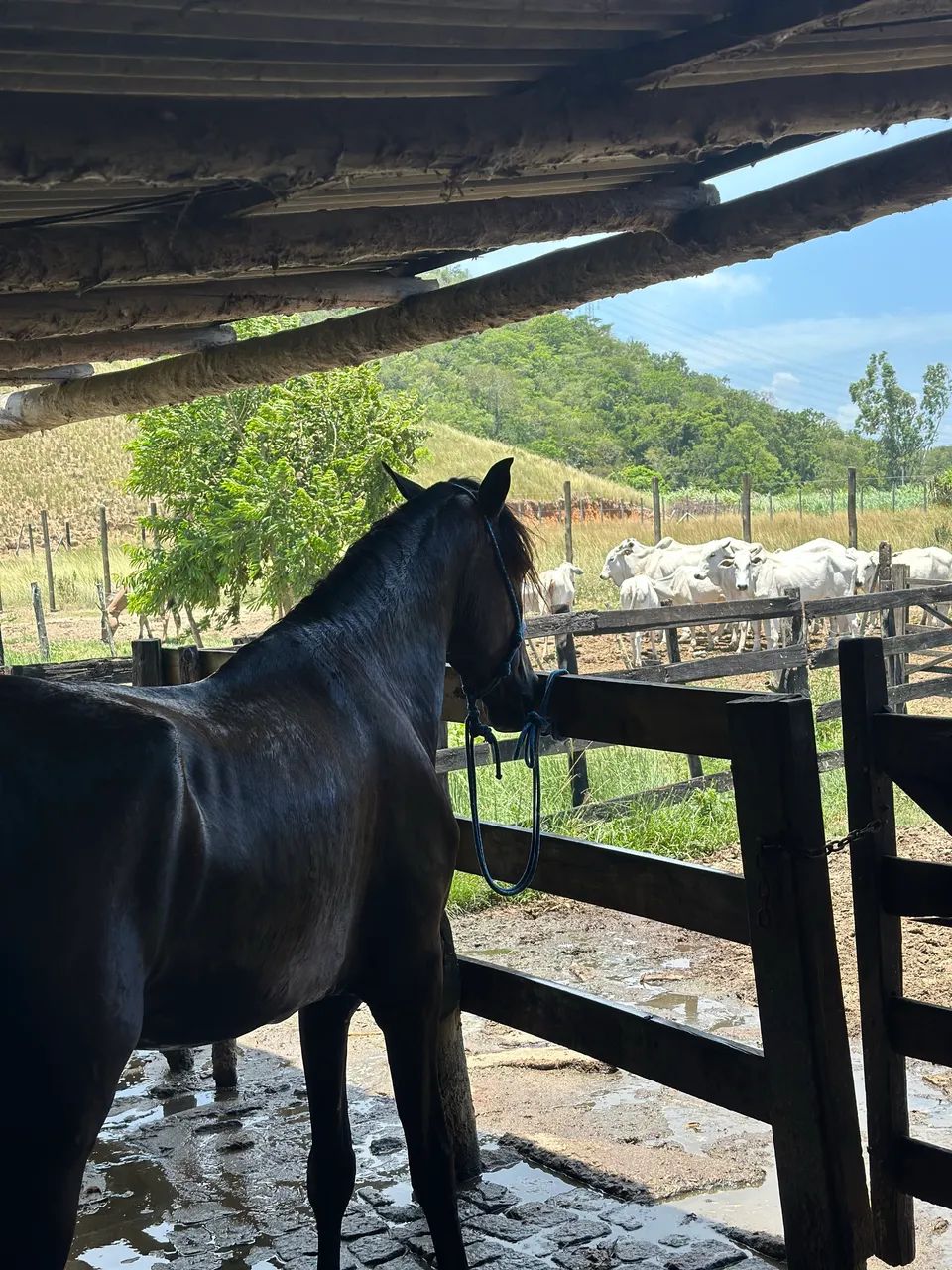 Mangalarga marchador 