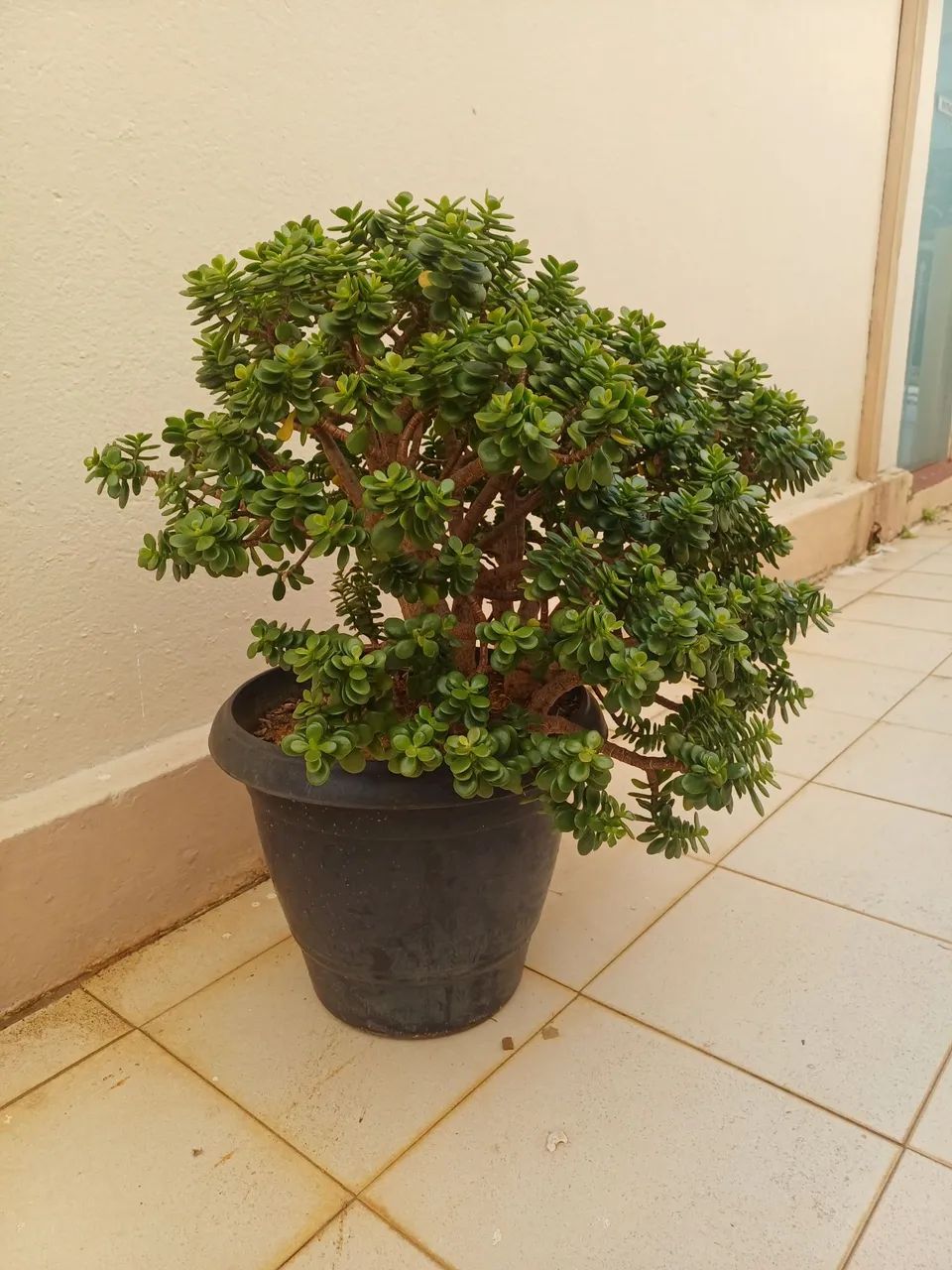 Planta Jade