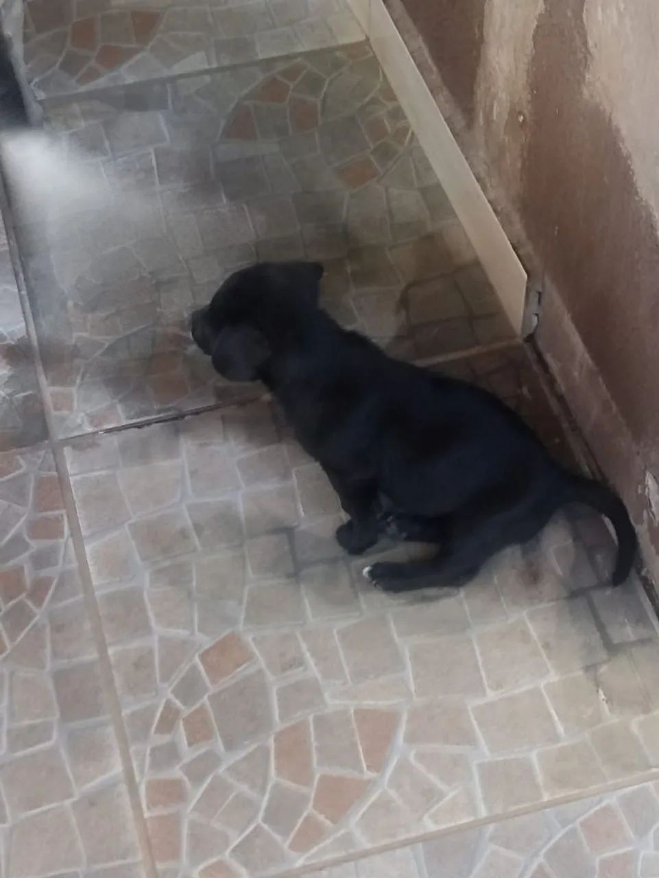 Cachorrinhos 2 meses - Foto 3