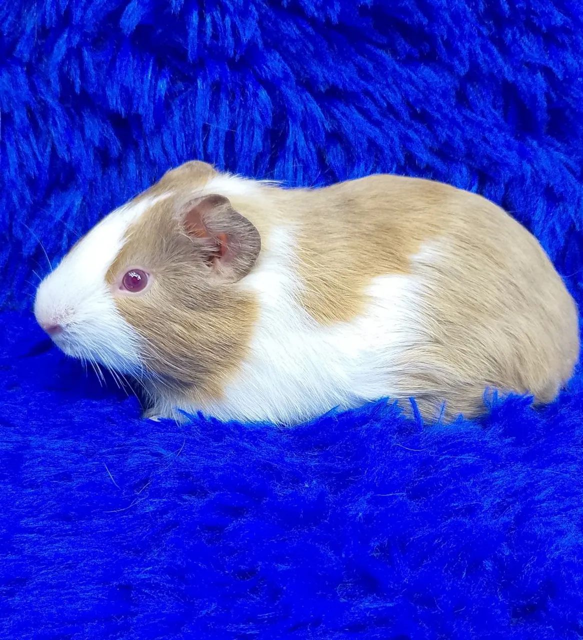 Porquinho da índia bicolores  - Foto 2