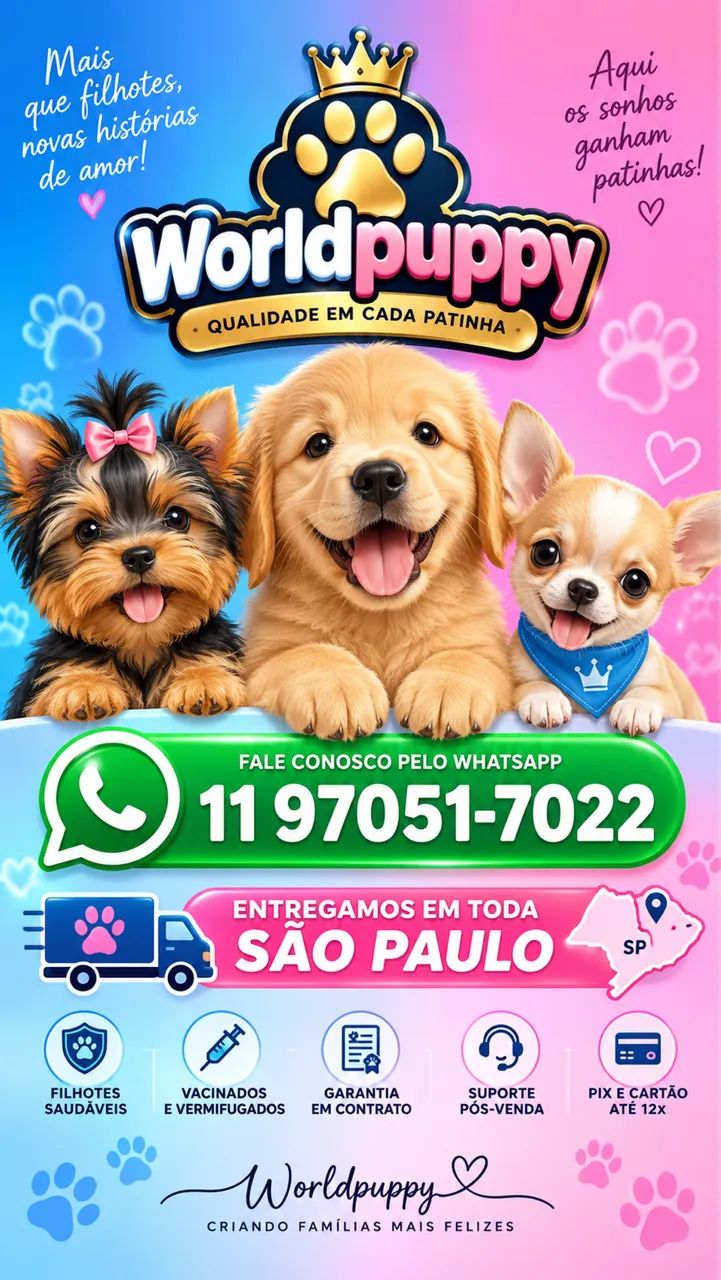 Spitz alemão macho 2 meses  - Foto 3