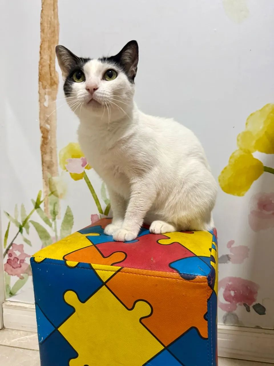 Adoção Responsável  - Foto 2