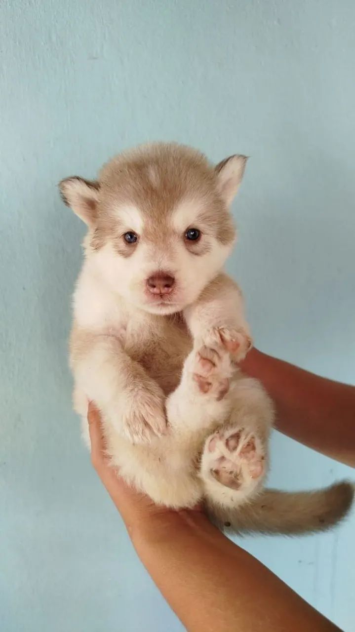 Husky pelo longo - Foto 3