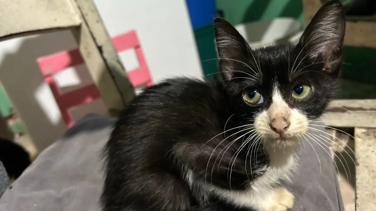 Doação Gato - Foto 2