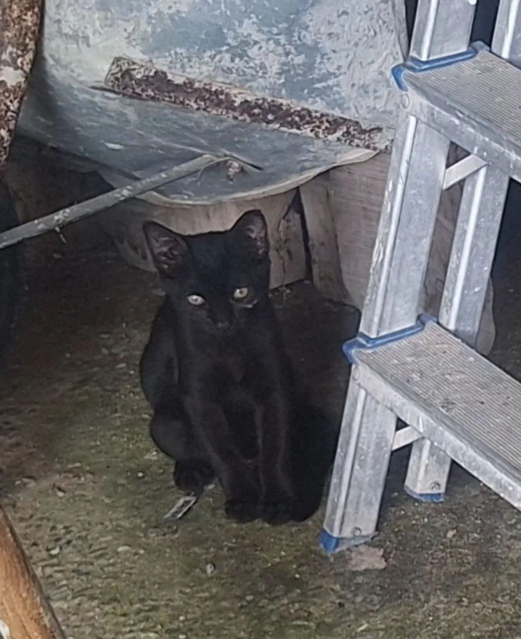 Doação de gatinhos filhotes  - Foto 5