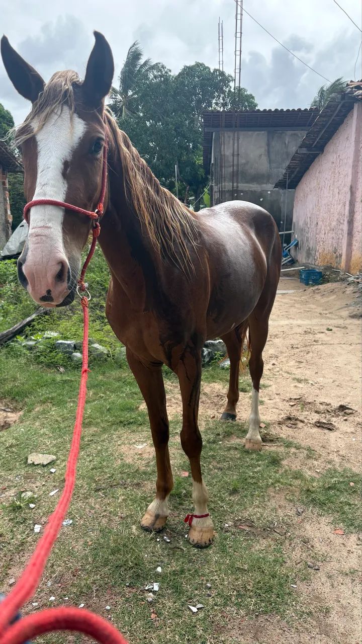 Potra a venda - Foto 2