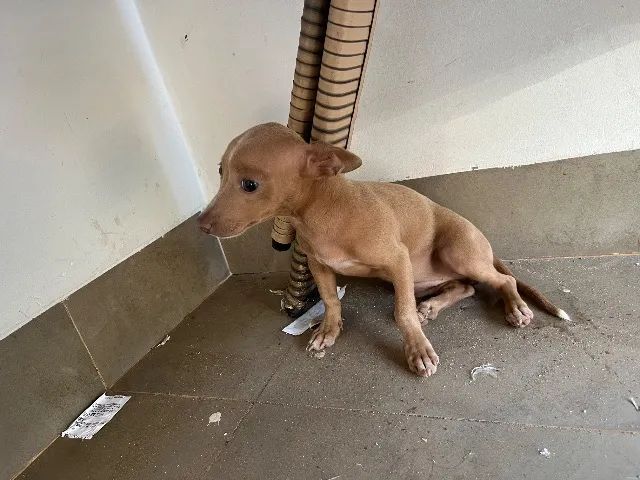 Filhote de pinscher - Foto 5
