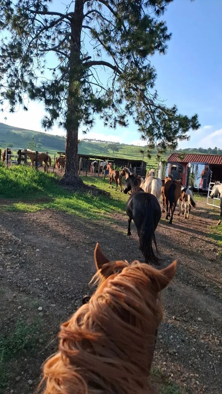 Quarto de Milha - Foto 6