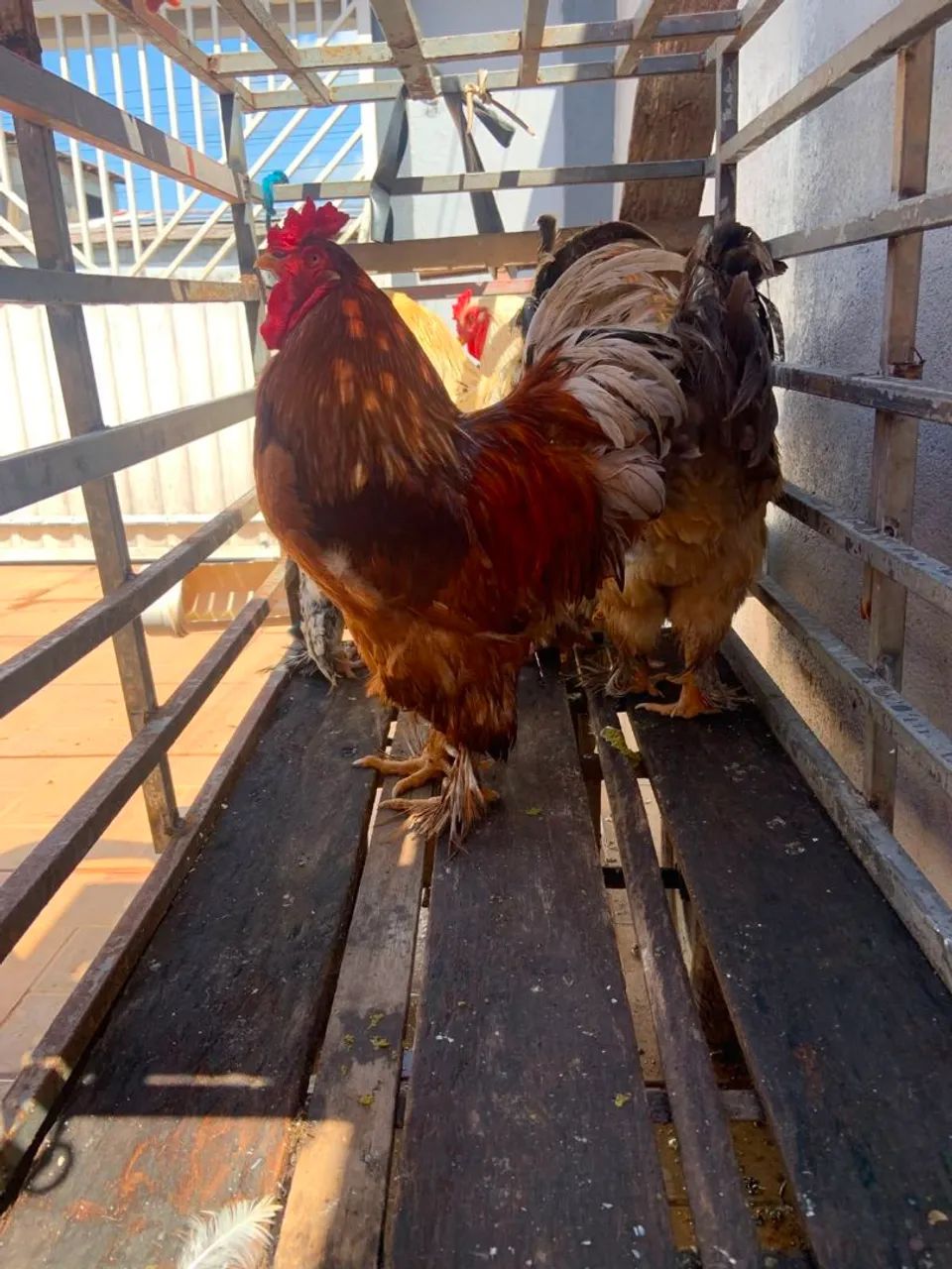 Galos brahma - Foto 3
