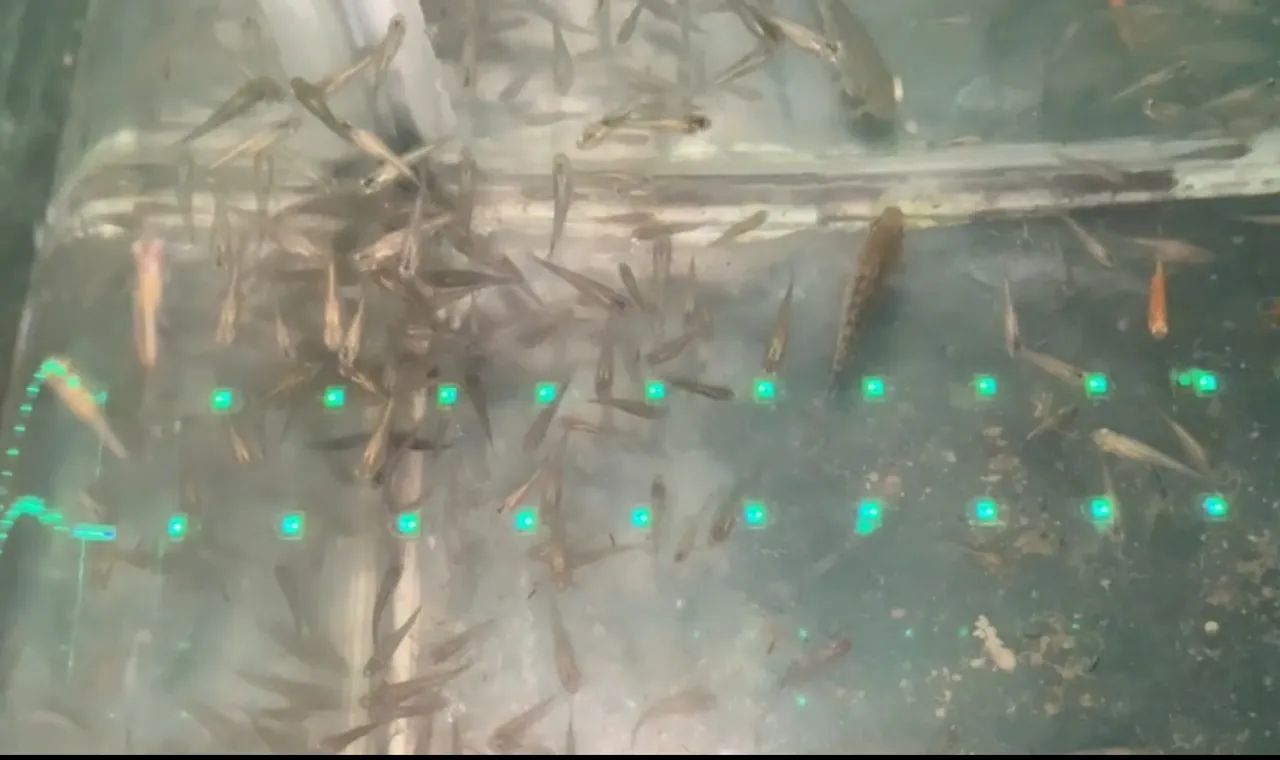Guppies adultos e filhotes à venda - Foto 2