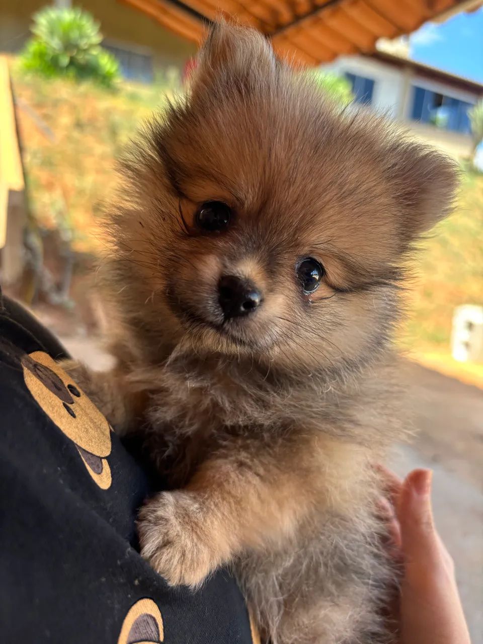 Spitz Anão