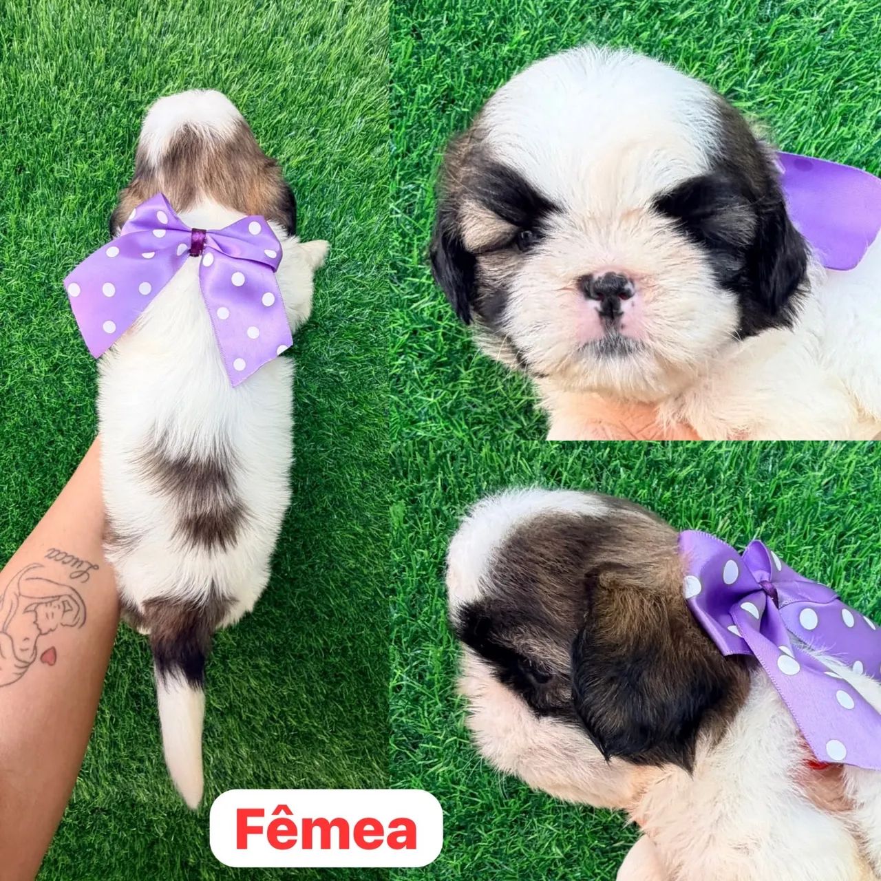 Shitzu Fêmea 