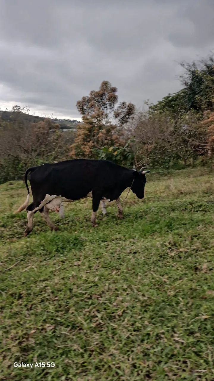 Vaca partida A2 dias 