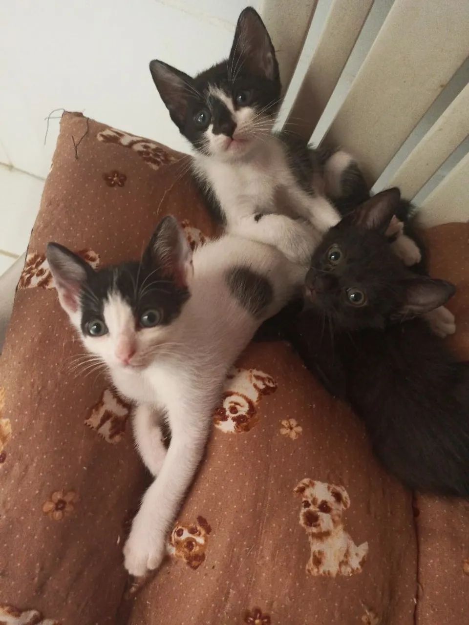 Gatinhas para adoção responsável 