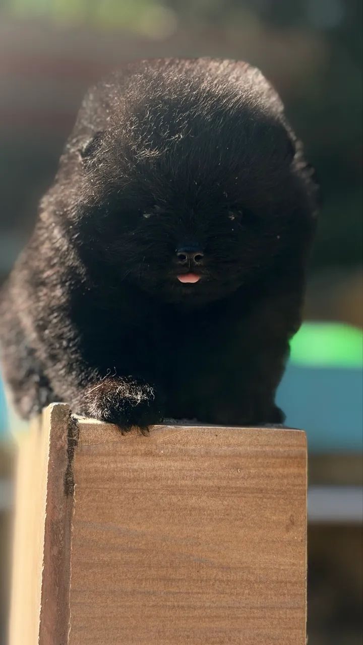 SPITZ ALEMÃO MACHINHO  - Foto 5