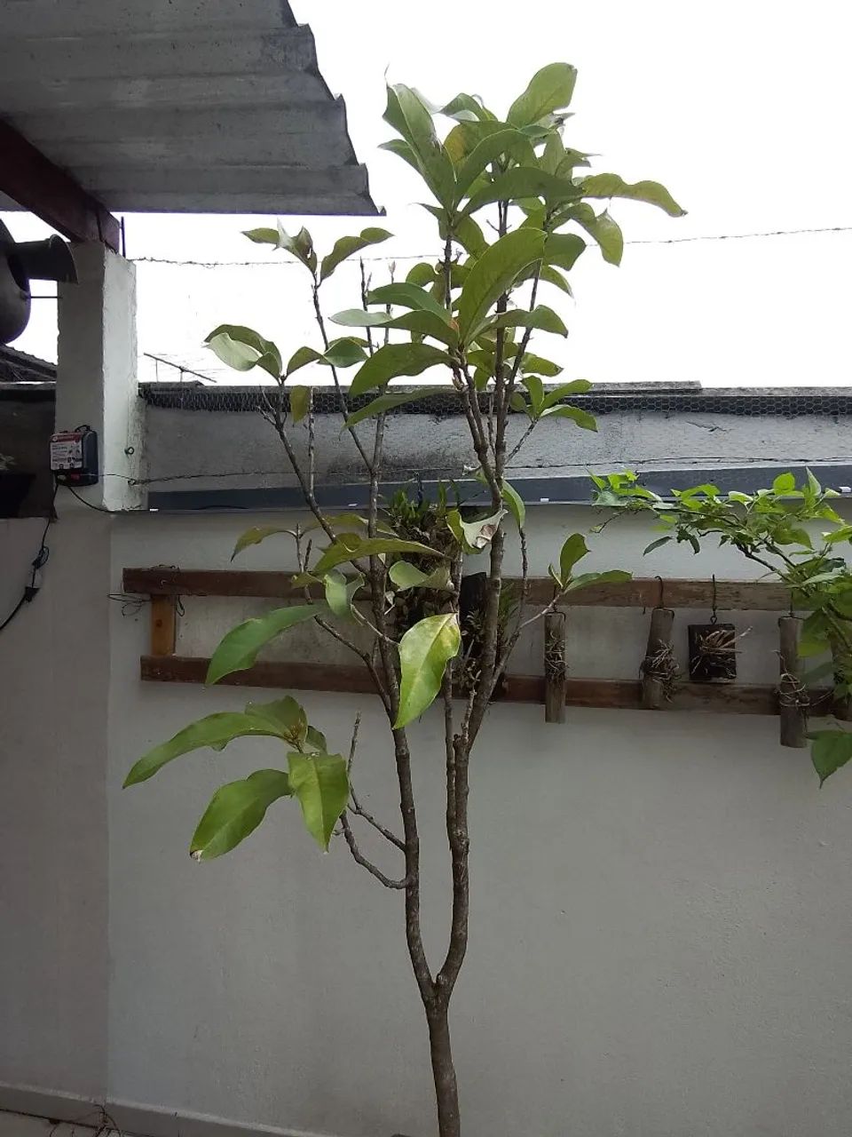 Planta frutífera 