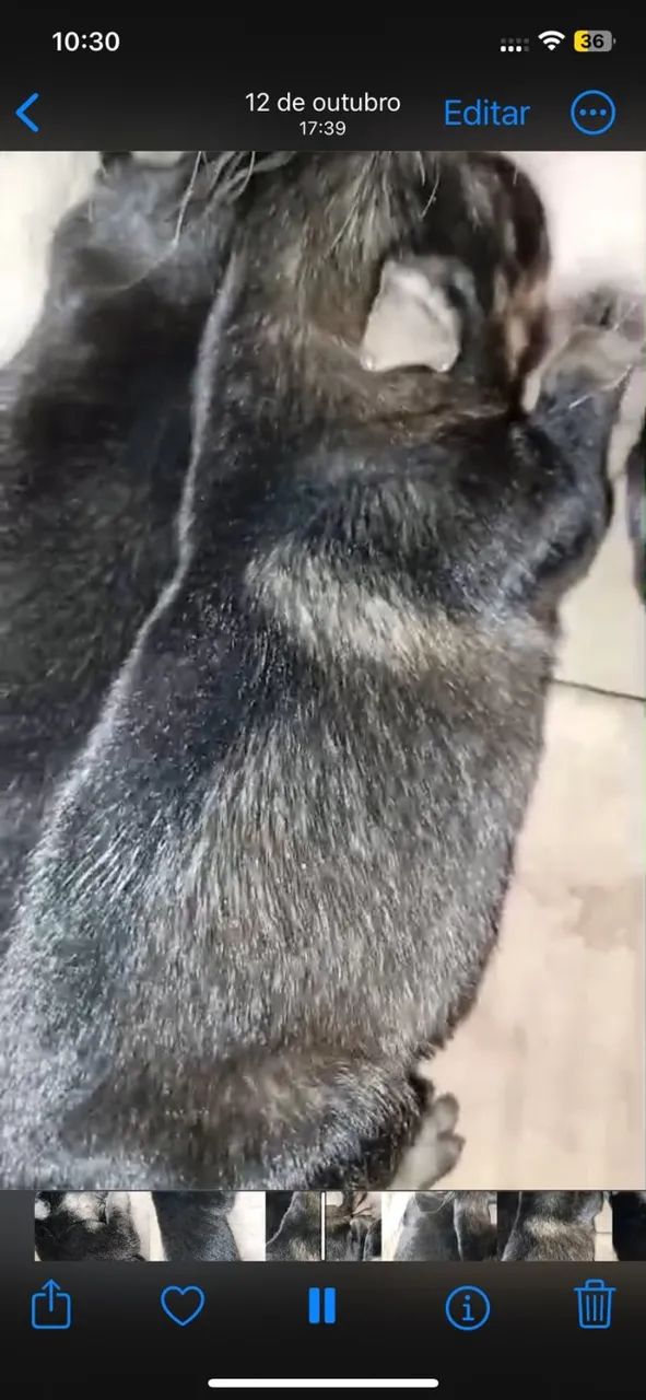 BANDOG CÃO  DE GUARDA E PROTEÇÃO. Cães  fortes protetores e leais.  - Foto 4