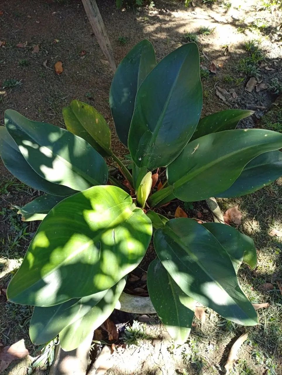 Plantas adultas e mudas - Foto 2
