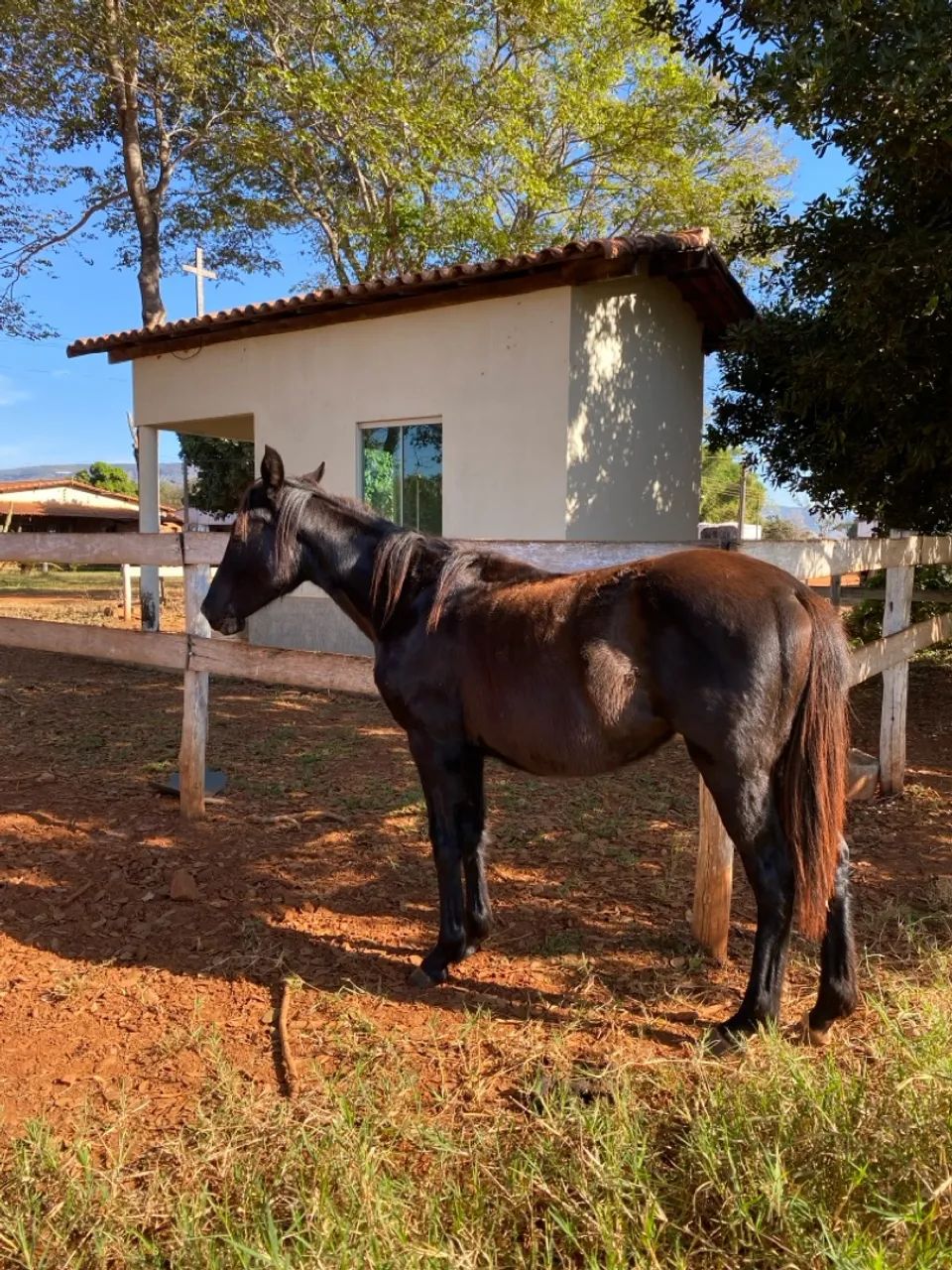 Potra Quarto de Milha