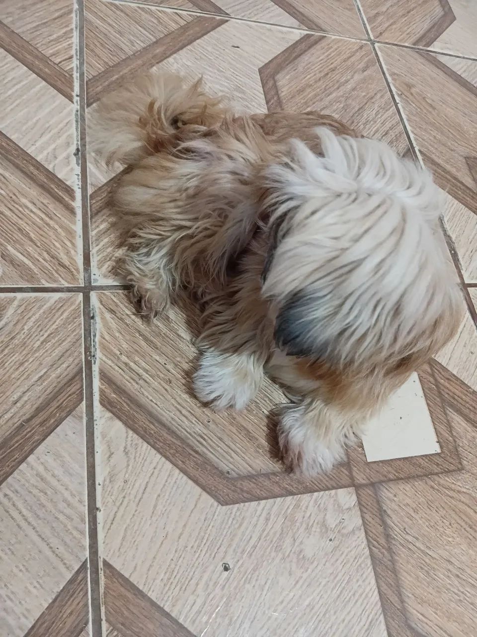 Lhasa Apso - Foto 2