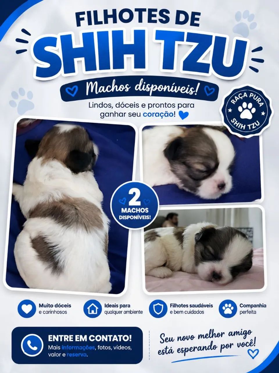 Cão Shitzu
