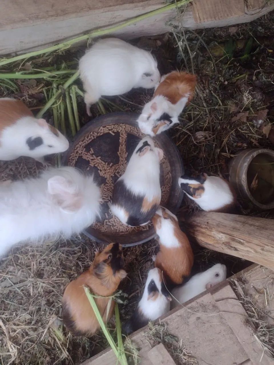 Vendo porquinhos da índia  - Foto 2