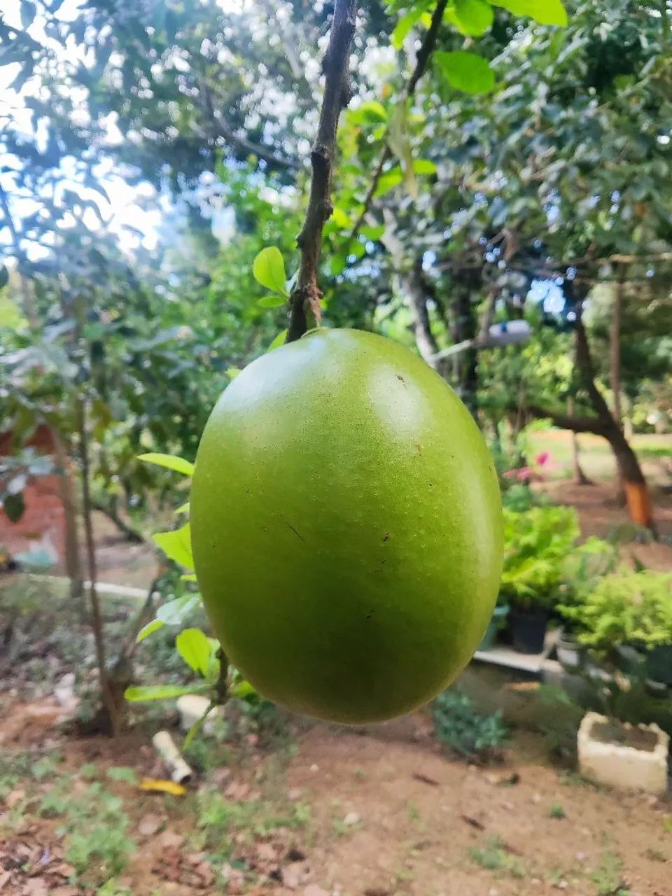 VENDO UMA CHÁCARA E UMA LINDA CASA