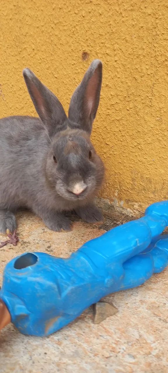 COELHO  - Foto 2