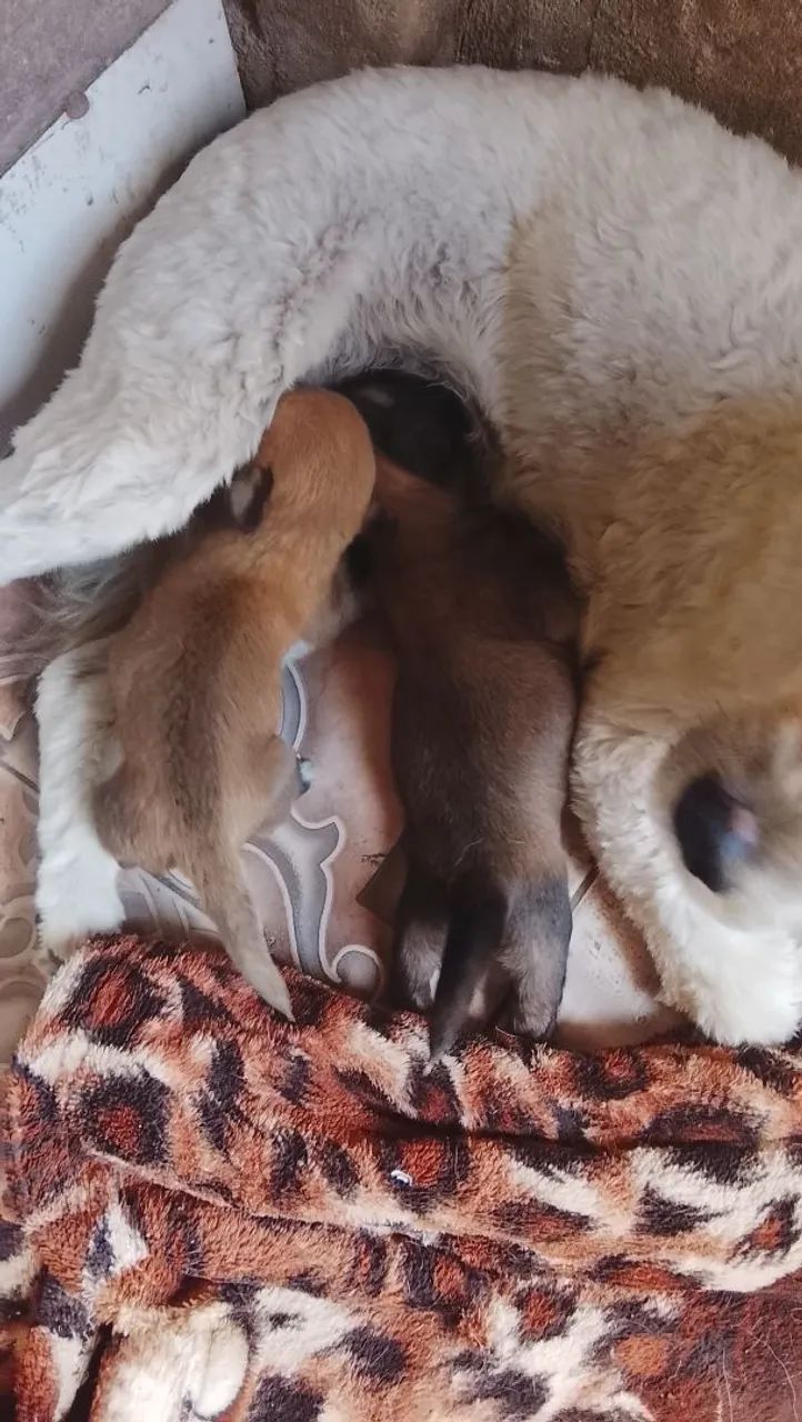 Cães pastor catalão filhote  - Foto 4