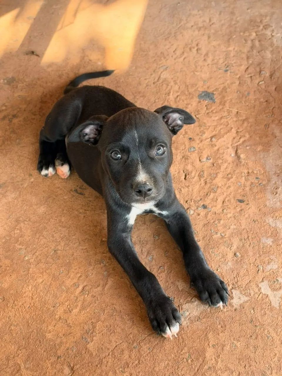 Doação Pitbull Mestiço 