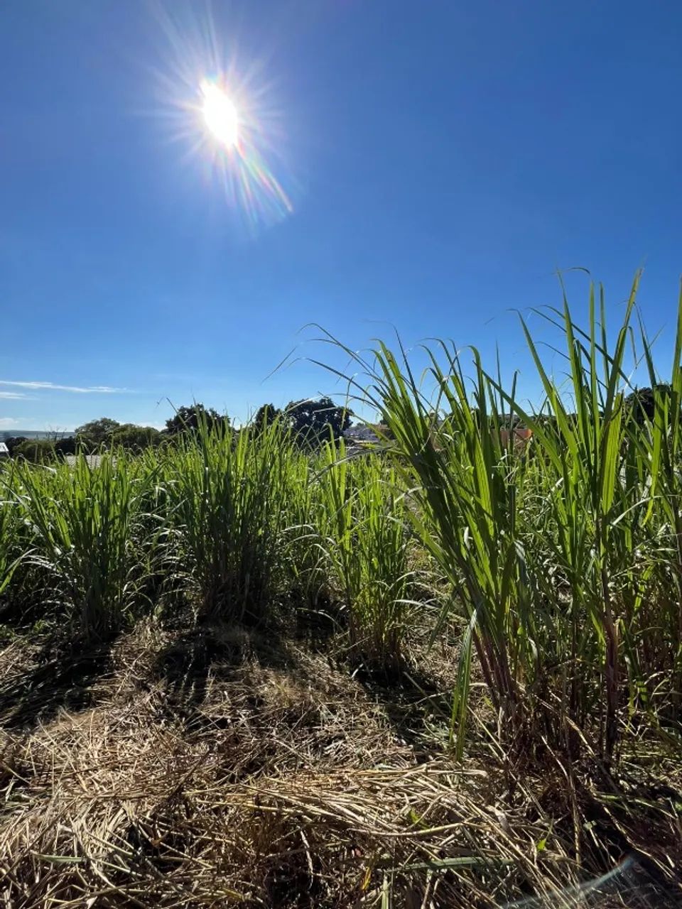 Terreno de 1525 m², marginal da BR 