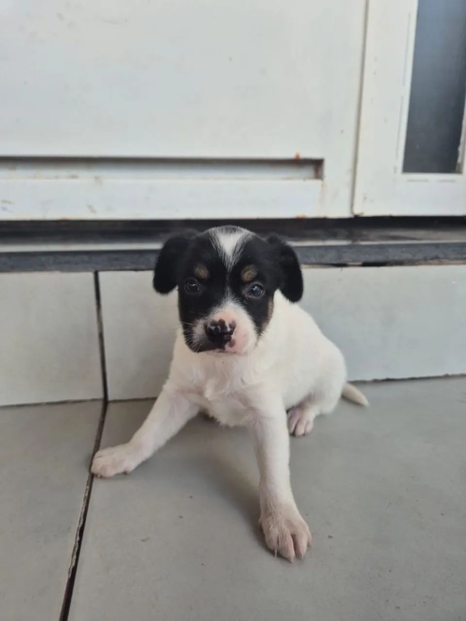 Filhotes para DOAÇÃO! - Foto 2