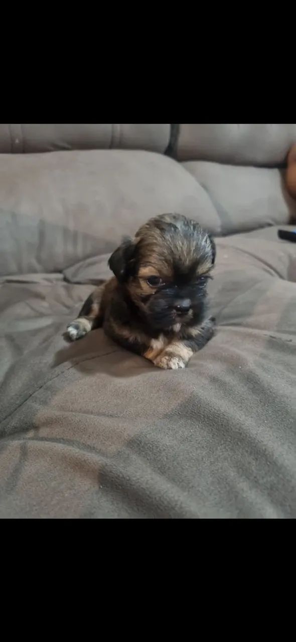 Lhasa Apso - filhotes - Foto 2