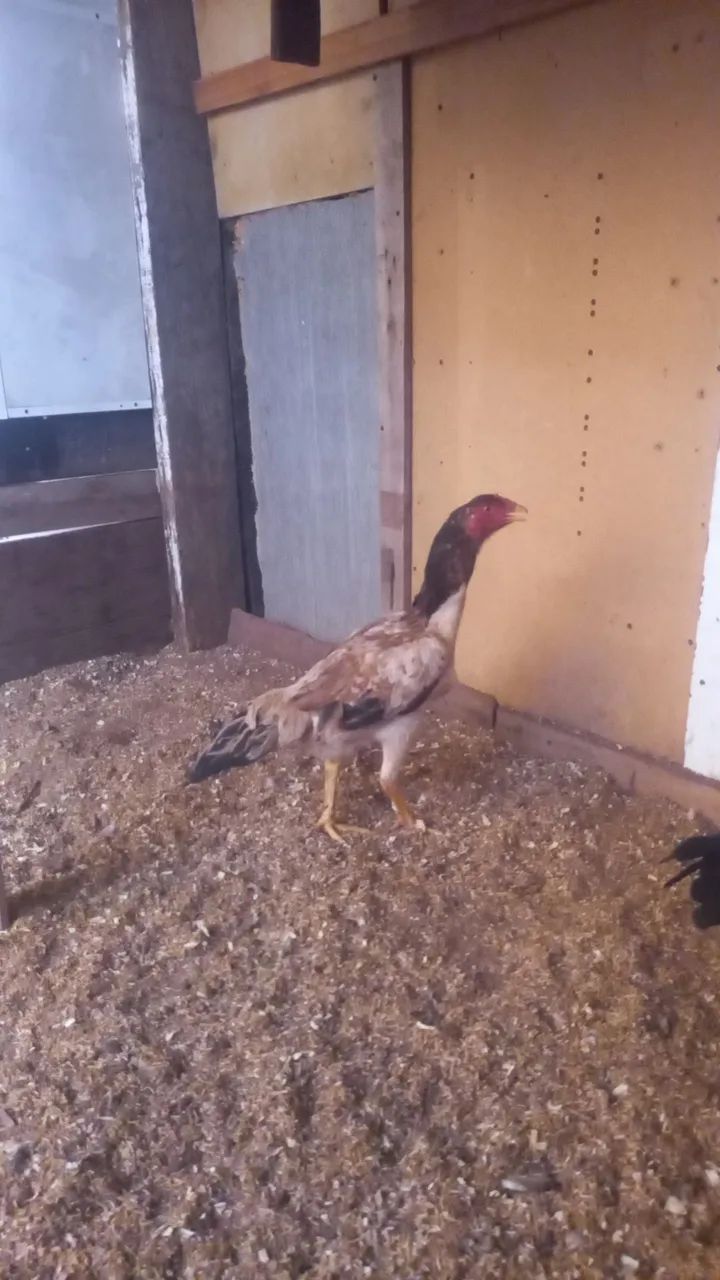 Galinhas mura
