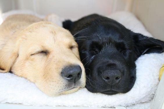 Labrador Lindos filhotes a pronta entrega, 15 anos de trabalho