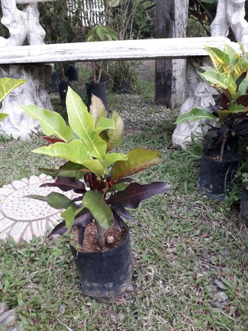 Vendo groton amarelo ou avermelhado