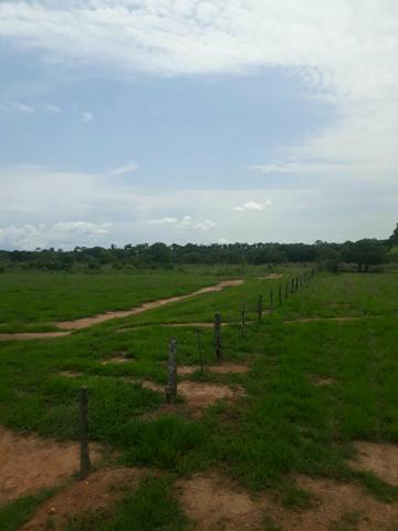 Fazenda 76 alqueires Município de Gurupi-TO - Foto 8