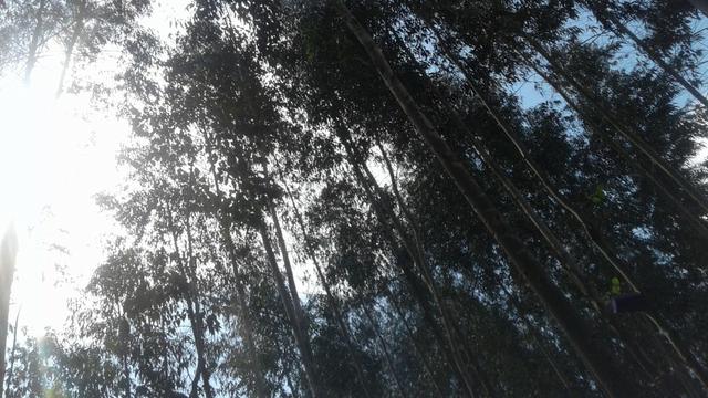 Área / Terreno Rural com Eucalipto / 1 alqueire e meio - Foto 2