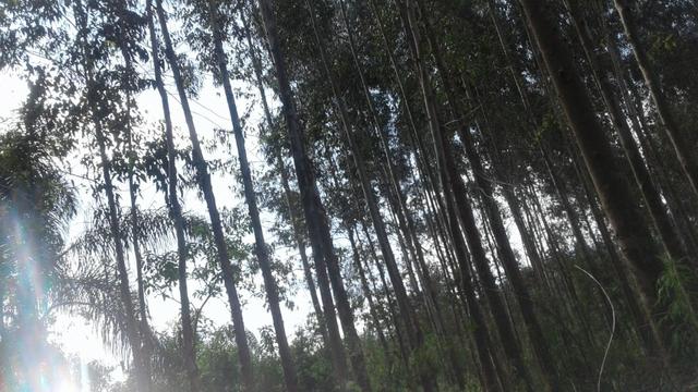 Área / Terreno Rural com Eucalipto / 1 alqueire e meio - Foto 3