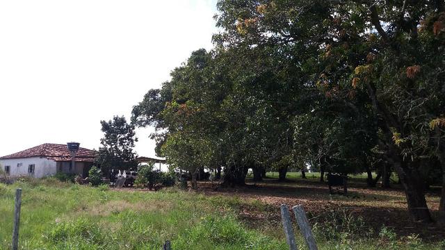 (Fazenda com 297ha em Mato Grosso) no município de Alto Paraguai(MT-409 KM35) - Foto 11