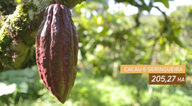 Fazenda de Cacau, Látex e Mogno no Brasil - Cidade Ituberá-BA - Foto 10