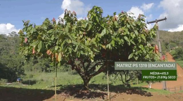 Fazenda de Cacau, Látex e Mogno no Brasil - Cidade Ituberá-BA - Foto 18